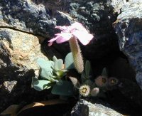 Mountain campion